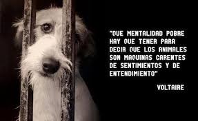 Mentalidad Pobre Mi Pilli Que Ya No Esta Era Igualito A La Foto Y Color Miel Animal Quotes Dog Love Words