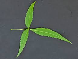 Image result for Searsia gueinzii