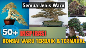 50 Inspirasi Bonsai Gaya Bunjin Bonsai Gaya Literati Youtube