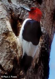 Black Bird With Red Head And White Chest Picalated Woodpecker Maine Backyard Birds Bird Life List Woodpecker