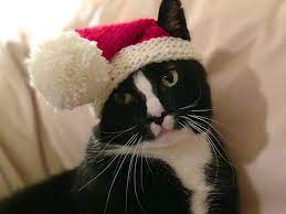 Santa Claws Cat Hat Pattern Crochet Dog Clothes Cat Santa Hat