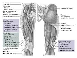 This arrangement gives the hip anatomy a large amount of motion needed for daily activities. Thigh