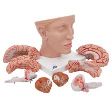 Explore more available science elements and. Brain Model With Arteries 8 Part 3b Scientific 1017869 C25