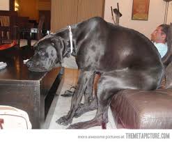 20 Dogs Losing The Battle With Hooman Furniture The Barkpost Huge Dogs Big Dogs Lap Dogs