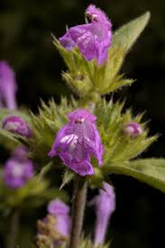 Image result for Haumaniastrum caeruleum