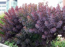 Some weedy trees and large shrubs have been cut to the ground, but i do not want to dig and cause soil erosion. Royal Purple Smoke Bush Cotinus Coggygria Royal Purple Smoke Bush Shrub Habit Colonizing Slow Growing With Very Lon Smoke Bush Smoke Tree Garden Shrubs