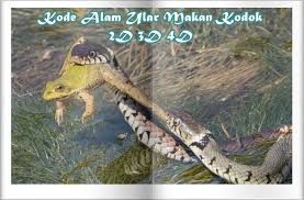 Selamat hadir di halaman code alami ini. Kode Alam Ular Makan Kodok 2d 3d 4d Erek Erek Primbon