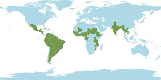 Image result for Acroceras zizanioides