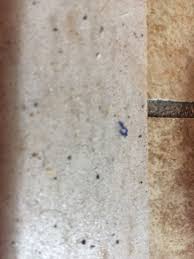 They are sealed and if there is moisture in there now, then the seal is bad and has broken. Help My Home Is Infested 709262 Ask Extension