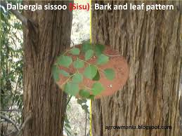Image result for Dalbergia sissoo
