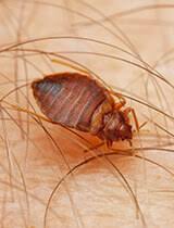 Sos wildlife control incorporated provides professional wildlife removal and pest control. Results Based Pest And Wildlife Control Noco Pest Wildlife Control