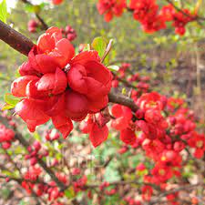 Owner estimate for 7670 flowering quince dr. Buy Chaenomeles Superba Clementine Online Order Flowering Quince Online Chaenomeles For Sale Uk