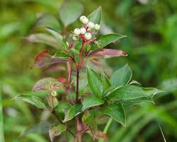 Image result for Cornaceae