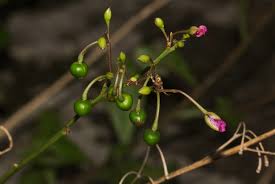 Image result for Talinum portulacifolium