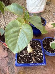 Image result for Ficus abutilifolia