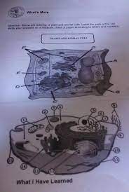 A wall on the outside of the membrane, which, in combination with the vacuole (as described below) student on november 02, 2018: Below Are Drawing Of Plant And Animal Cells Label The Parts Of The Cellpatulong Nman Po Brainly Ph
