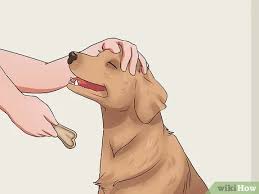 Cho chó uống thuốc viên – wikiHow