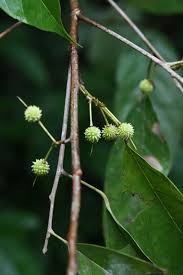 Image result for Lindackeria bukobensis