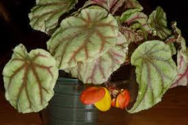 Image result for Begonia quadrialata