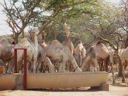 The camel is the ninth episode of the second season of parks and recreation, and the fifteenth overall episode of the series. 2