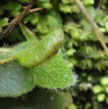 Image result for Elaphoglossum spathulatum