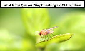 Which is the best way to get rid of fruit flies? What Is The Quickest Way Of Getting Rid Of Fruit Flies