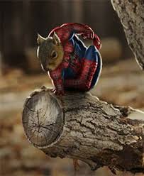 Spidersquirrel Eekhoorn