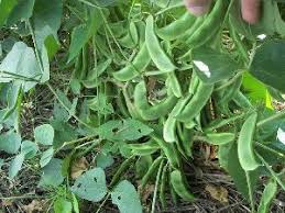 Image result for Cyamopsis