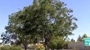 1 265 999 robinia 'purple robe'. Robinia Purple Robe Purple Robe Locust Youtube