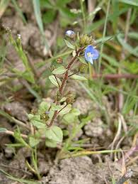 Image result for Veronica abyssinica