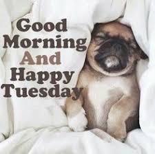 Before you go out into the world, decide to be the best kind of person that you can be. 240 Tuesday Humor Ideas In 2021 Tuesday Humor Tuesday Quotes Tuesday