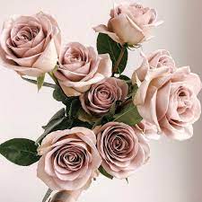 Heather Page On Instagram Unforgettable Amnesia Roses Beautiful Flowers Flower Gift Ideas Flower Aesthetic