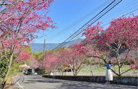 日月潭国家风景区 日月潭国家风景区 码头精品旅店（窄的让人担心被风吹倒） 邵族是台湾原住民族，主要聚居在南投县日月潭畔。传统的生活方式以渔猎、农耕、山林采集维生。现在邵族人口仅有283人, 是台湾人口最少的原住民族群，比我国的大熊猫数量还少. å—æŠ•æ«»èŠ± ä¿¡ç¾©é„‰è‰åªé ­æ«»èŠ± çŽ‰å±±è§€å…‰èŒ¶åœ'ä¾†è³žèŠ± æ«»èŠ± æŽèŠ±æŽ¥åŠ›ç››é–‹ æ˜¥ç¯€å‡ºéŠè³žèŠ±å°±ä¾†é€™ Via Sæ—…è¡Œæœ­è¨˜ æ—…éŠç¾Žé£Ÿéƒ¨è½æ ¼