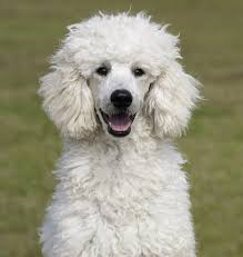 Vet checked, vaccinated, dewormed, dew claws removed, tail docked.personality/ very outgoing, playful. Standard Poodle Dog Breed Information Center