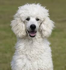 Poodle, standard female, 5 weeks salt lake city, utah. Standard Poodle Dog Breed Information Center