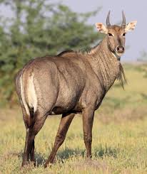 20 Amazing Animals That Start With The Letter N Weird Animals Animals Wild Animal Pictures