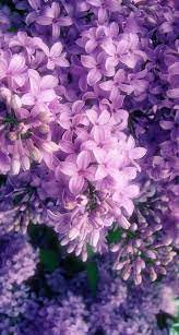 Pin By Mozroz By Mdj On Lovely Lilacs Purple Flowers Wallpaper Purple Flowers Flower Aesthetic