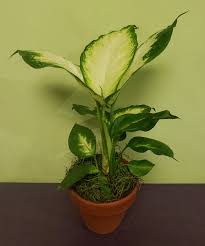 Image result for dieffenbachia flower