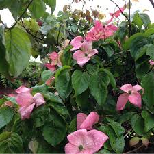 The species are mostly shrubs or. Cornus Kousa Miss Satomi Japanese Dogwood Miss Satomi In Gardentags Plant Encyclopedia