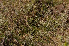 Image result for Alchemilla ellenbeckii