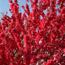 Leaves and shoots may emerge in a deformed manner creating clusters, or witches brooms. Flowering Peach Red Baron Buy Plants Online Pakistan Online Nursery
