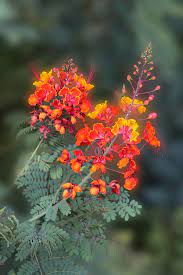 Red Bird Of Paradise By Linda Phelps In 2021 Birds Of Paradise Plant Birds Of Paradise Flower Birds Of Paradise