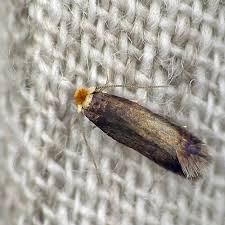 Image result for Stigmella roborella