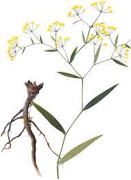 Bupleurum Root