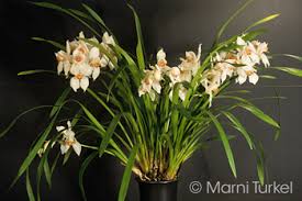 Image result for Cycnium recurvum