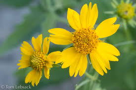 Image result for Verbesina encelioides