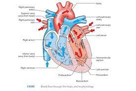 Functions Of The Heart