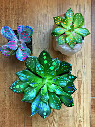 Boldly going where no plant has gone before. Painted Succulents The Most Controversial Houseplant Crafty Little Gnome Kosmic Kactus