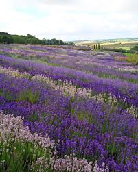 » flowers, purple, field, many wallpaper. 10 Gorgeous Fields Of Flowers Worth Traveling To See Nature Lavender Farm Flower Field