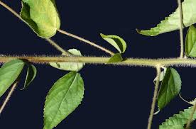 Image result for Acalypha welwitschiana